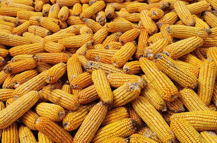 2021年国内玉米增产约1500万吨 深加工需求持续增长