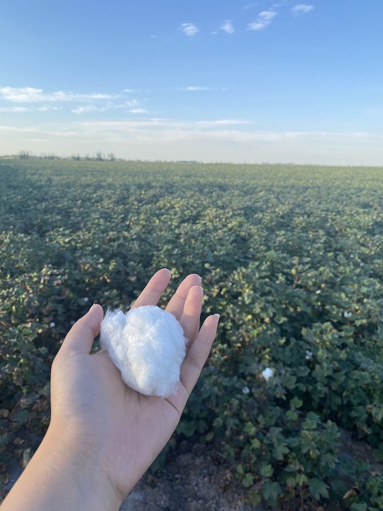 USDA报告下调全球产量库存 外棉底部强支撑